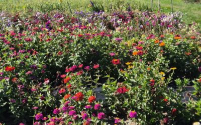 Le Jardin de Sarah